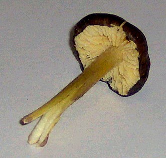 Hygrocybe...pulcherrima